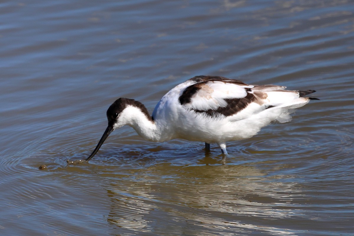 Abozeta kaskabeltza - ML652458184