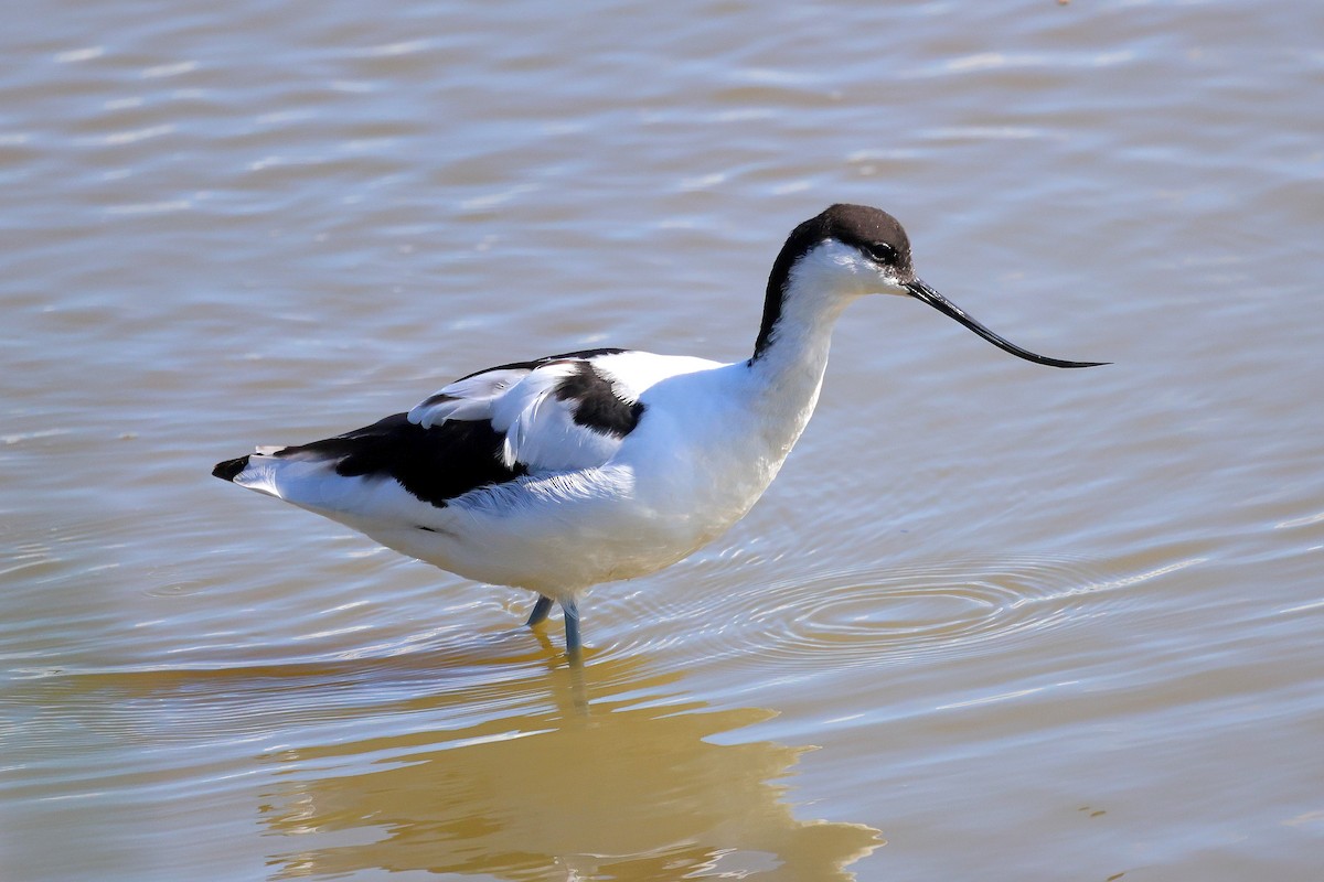 Abozeta kaskabeltza - ML652458185