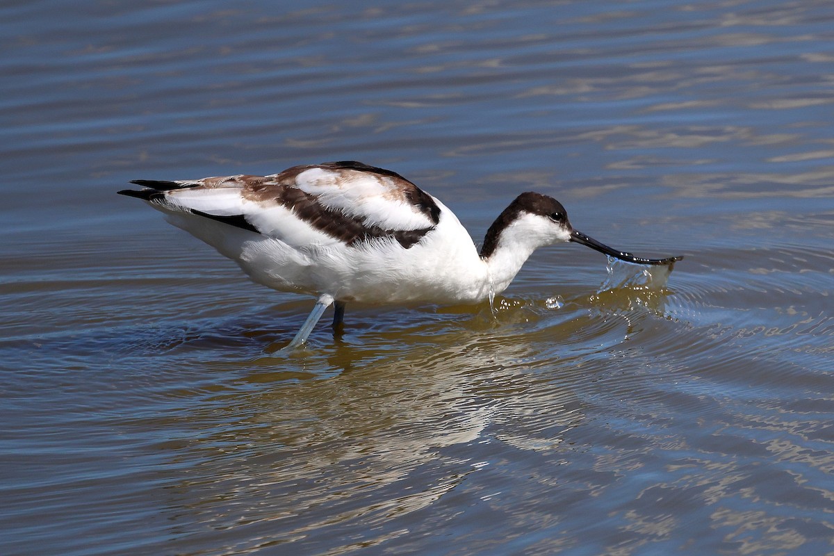 Abozeta kaskabeltza - ML652458186