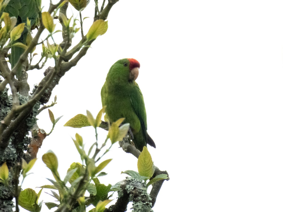 aratinga červenočelý - ML652458265