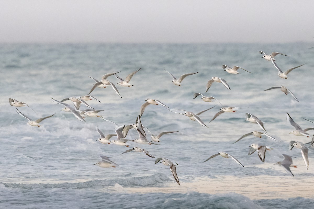 kanadahettemåke - ML652458266