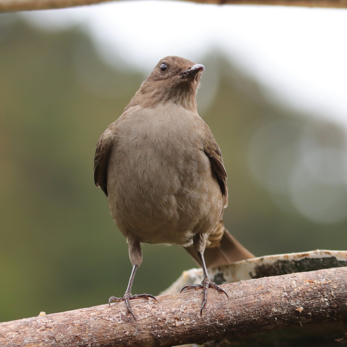 Zorzal Plebeyo - ML652458353