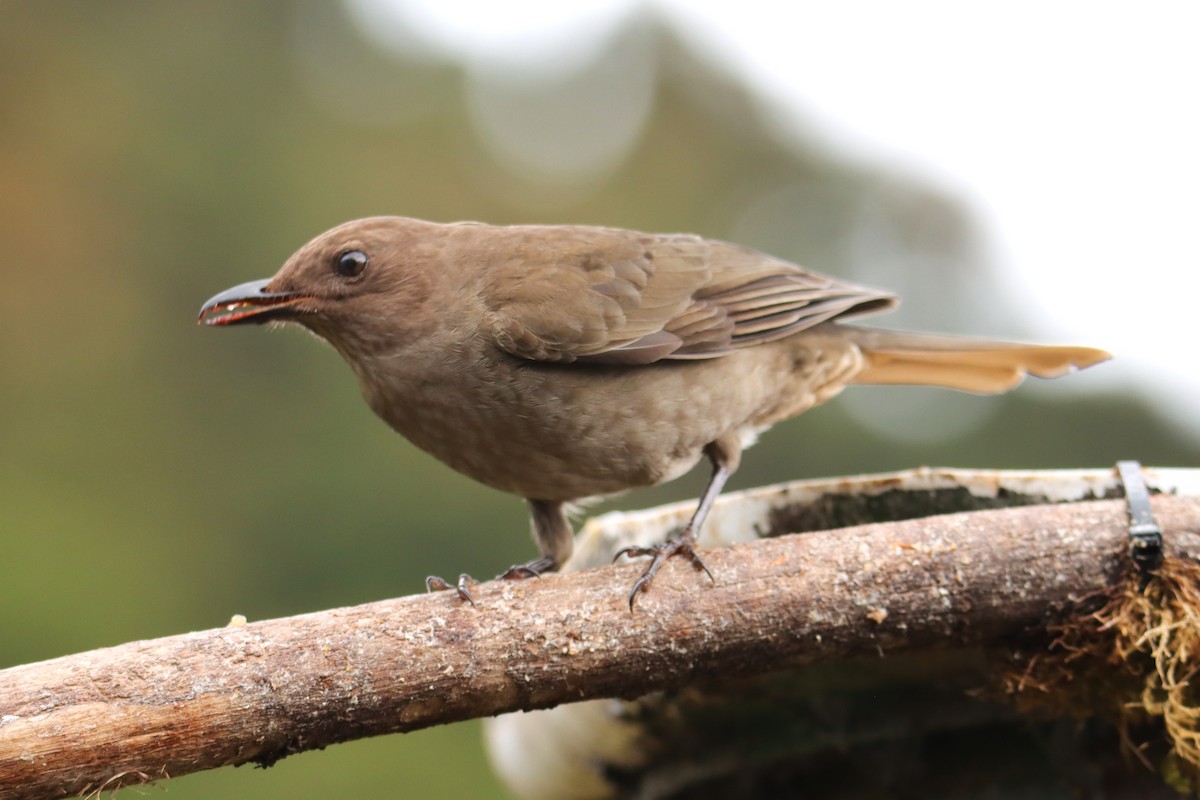 Zorzal Plebeyo - ML652458354