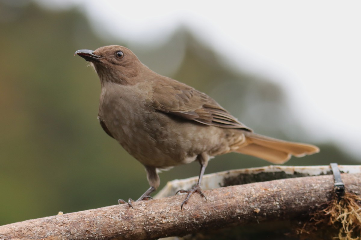 Zorzal Plebeyo - ML652458355