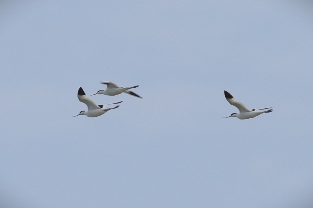 Abozeta kaskabeltza - ML652458552