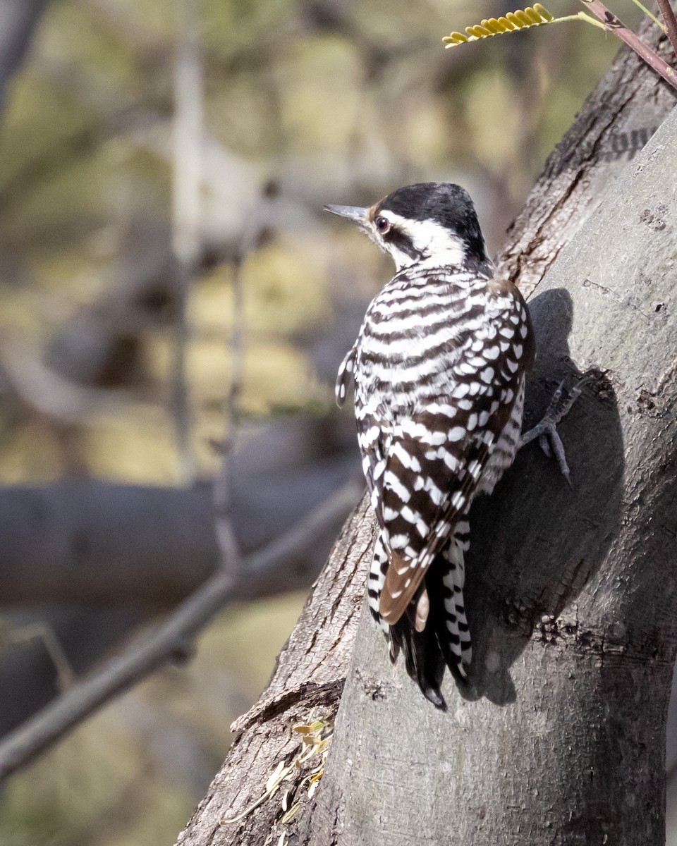Ladder-backed Woodpecker - ML652458781
