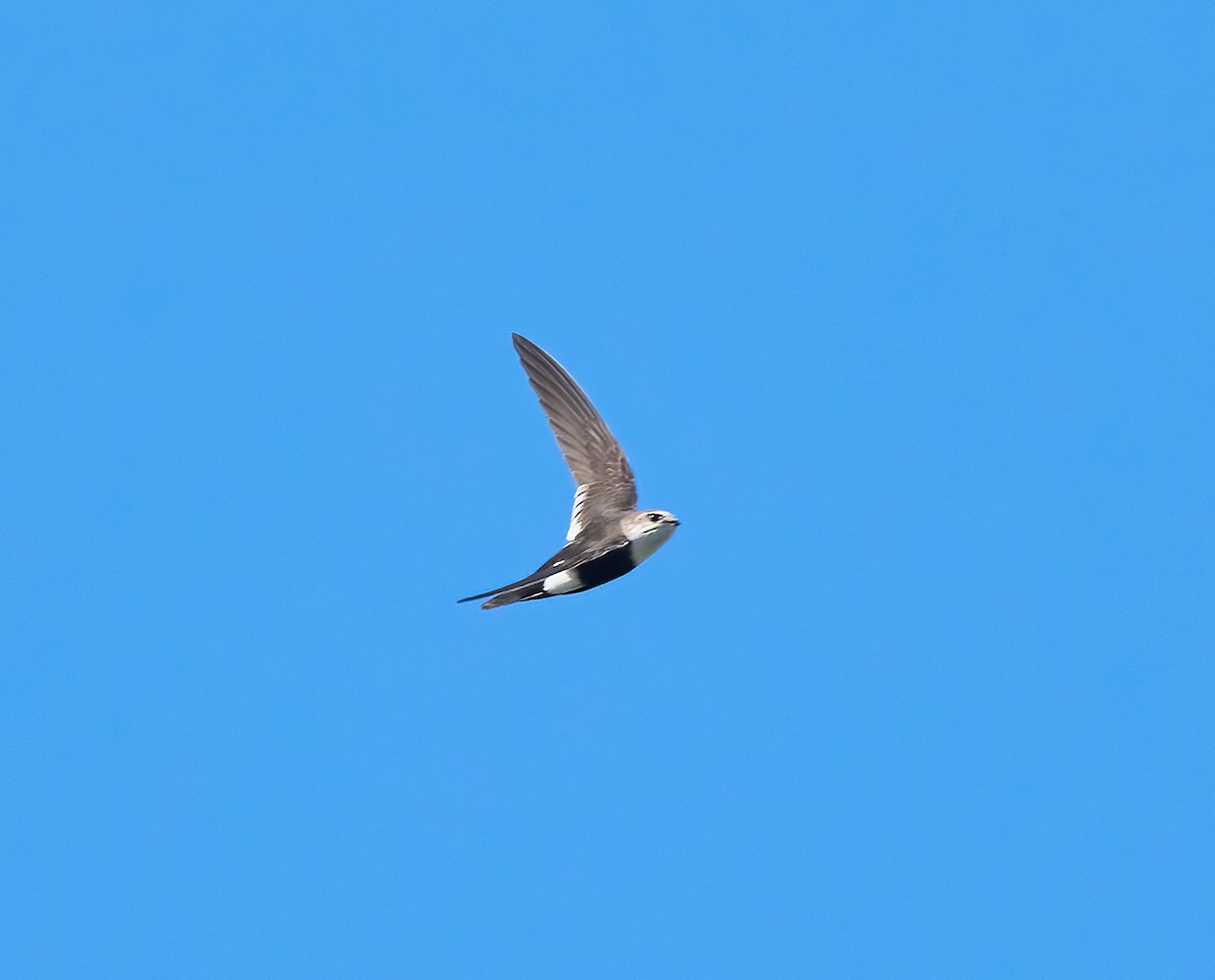White-throated Swift - ML652458854