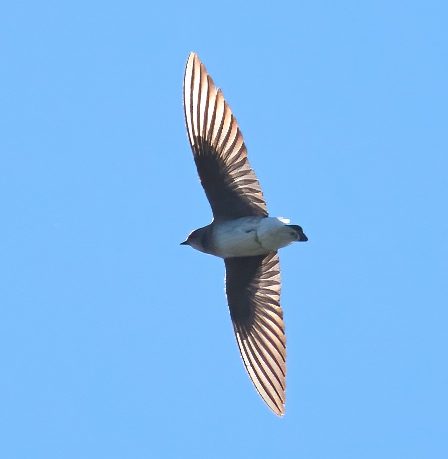 Northern Rough-winged Swallow - ML652458860