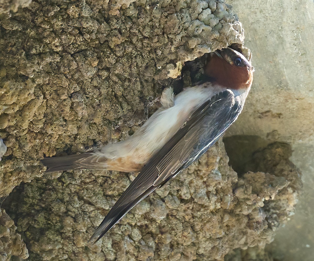 Cliff Swallow - ML652458874