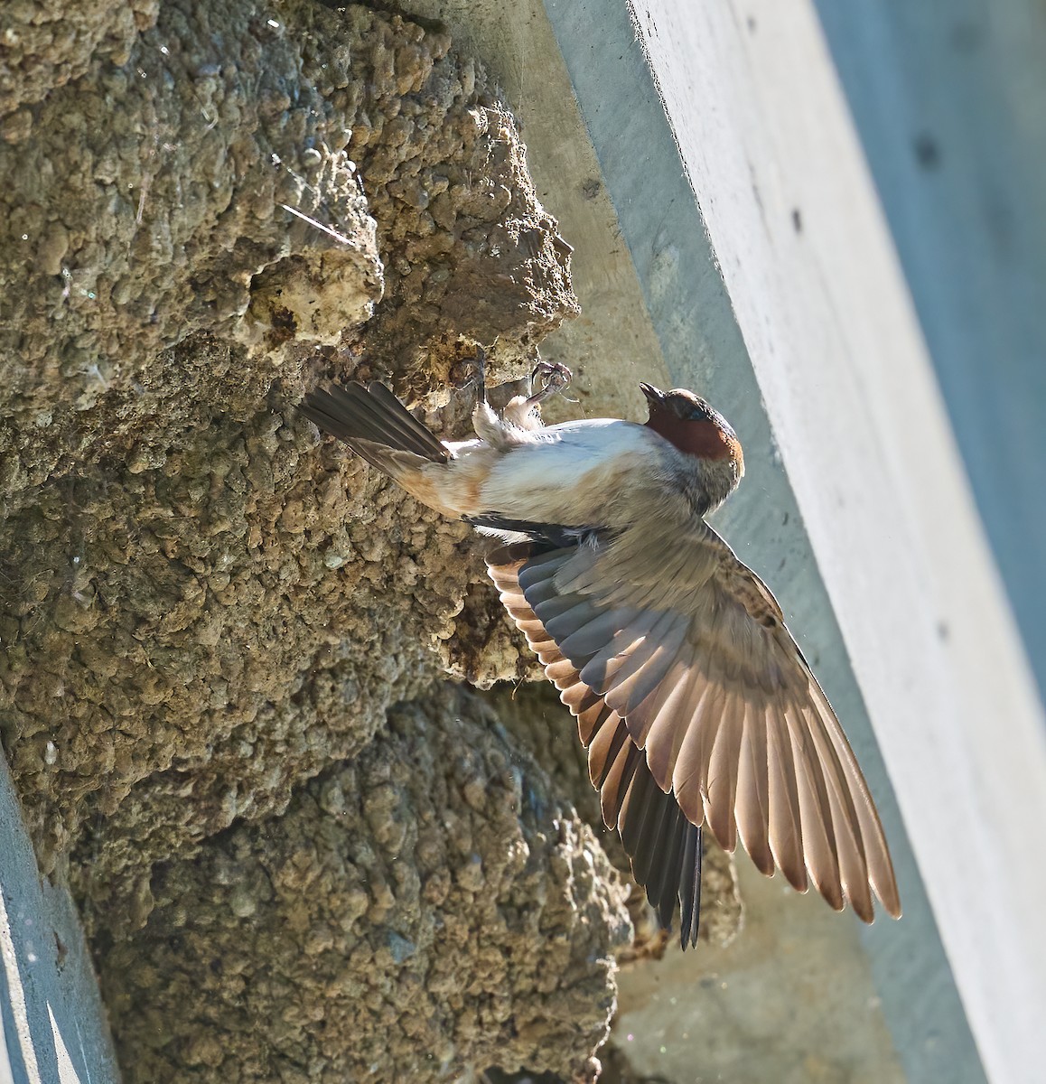 Cliff Swallow - ML652458875