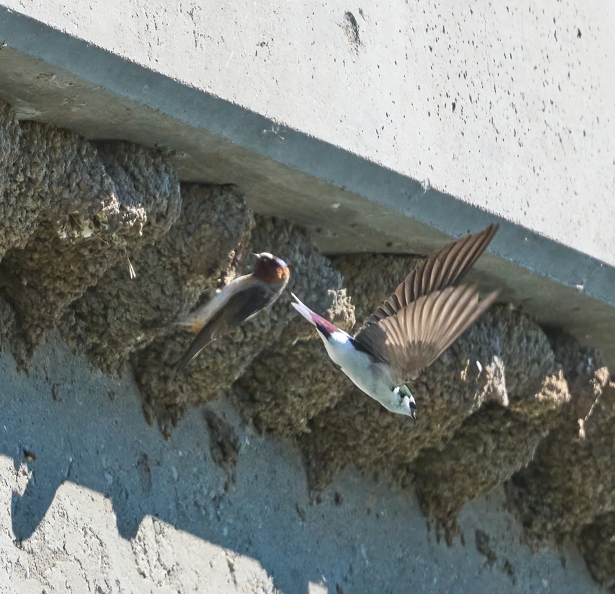 Violet-green Swallow - ML652458884