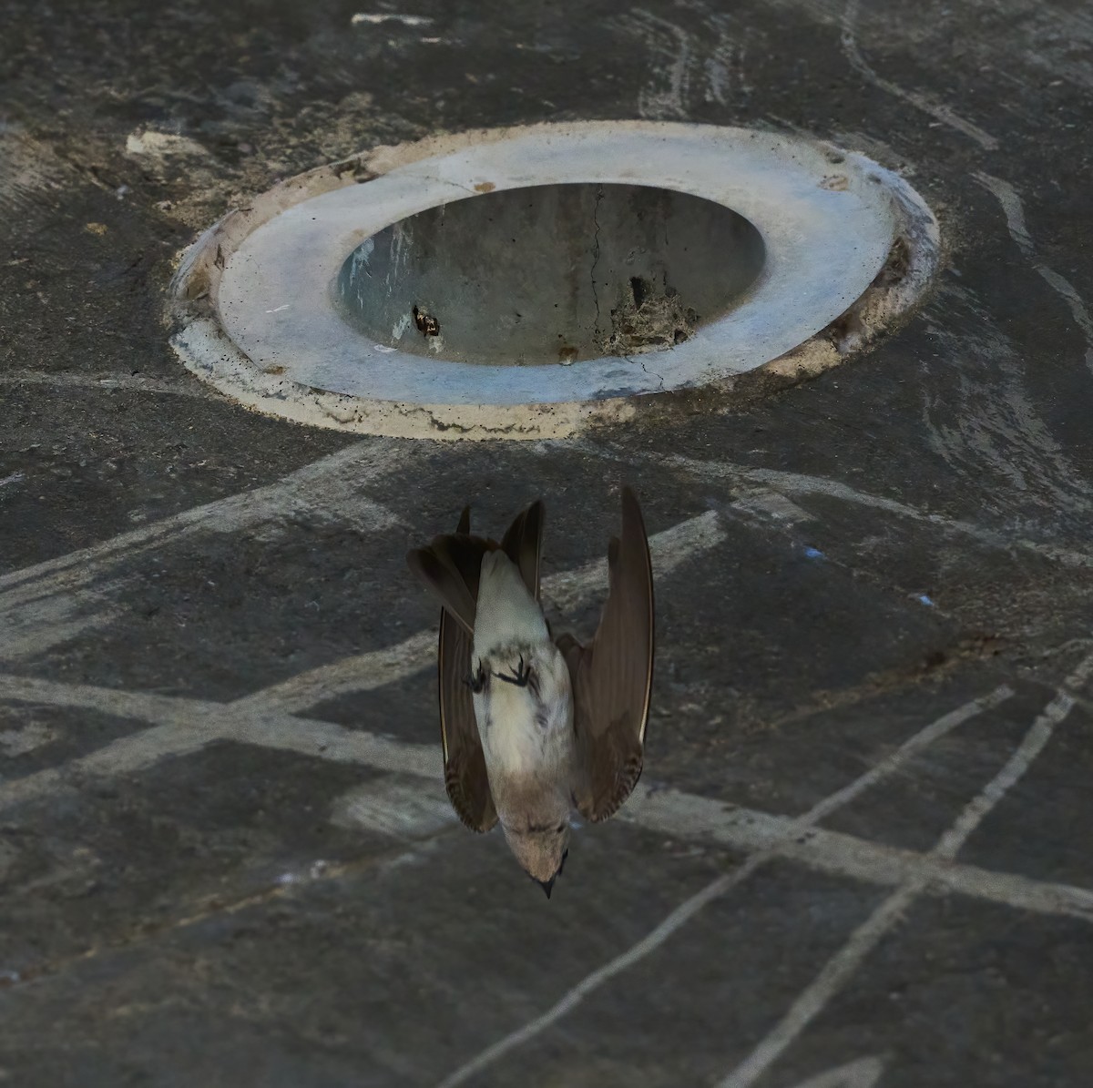 Northern Rough-winged Swallow - ML652458889