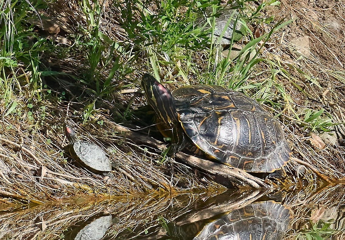 Red-eared Slider - ML652458908