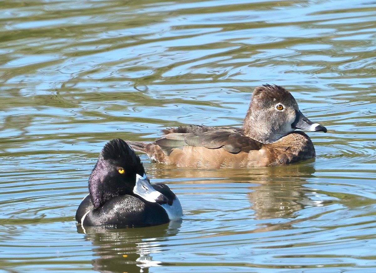 Ring-necked Duck - ML652458938