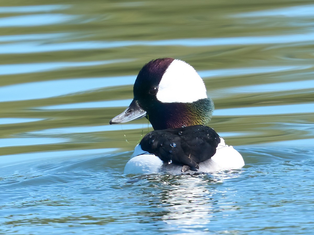 Bufflehead - ML652458945