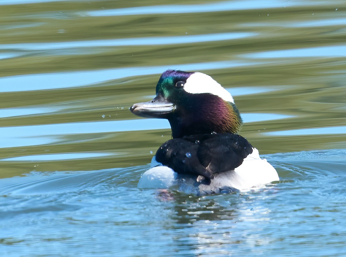 Bufflehead - ML652458946