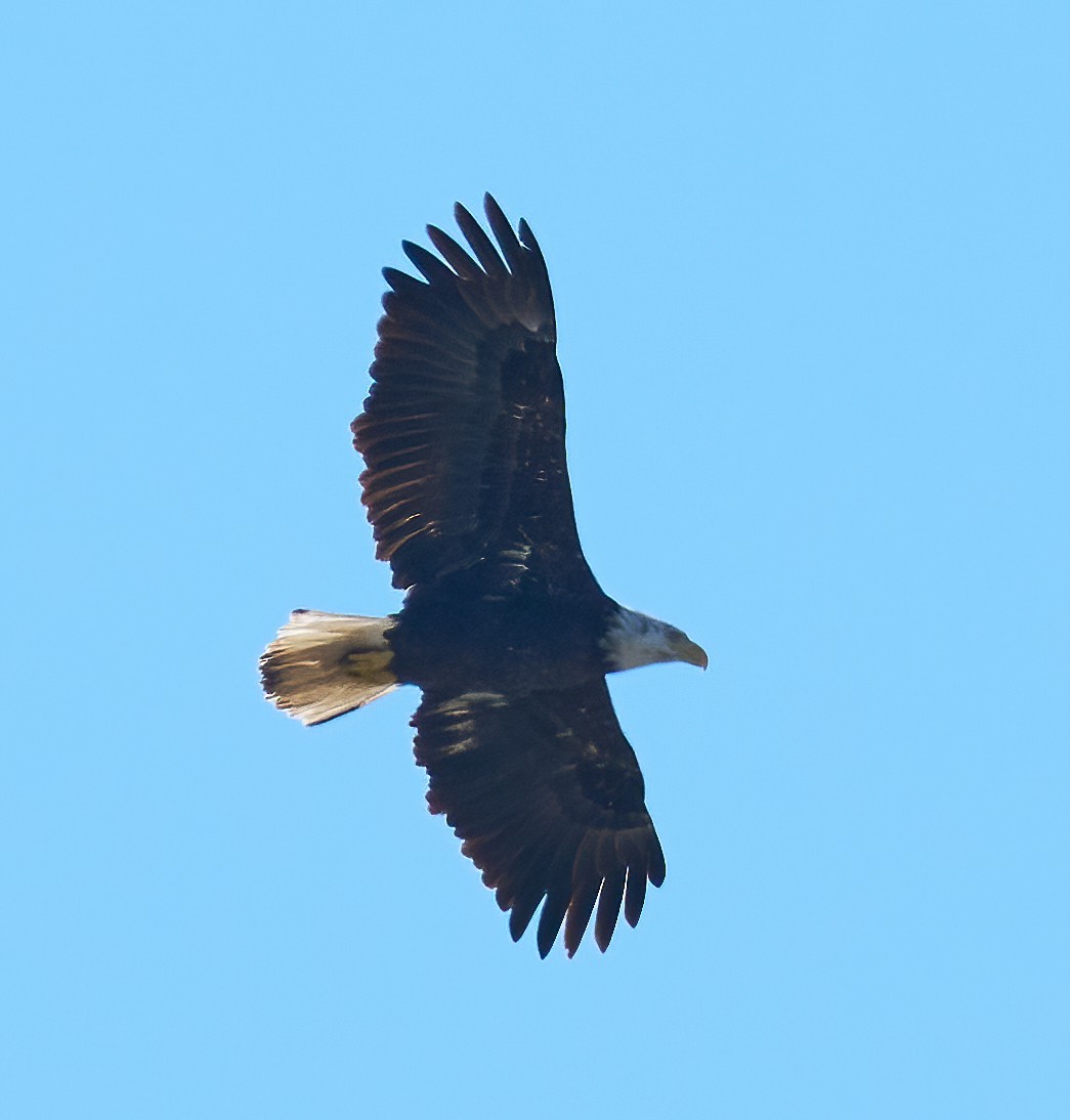 Bald Eagle - ML652458961