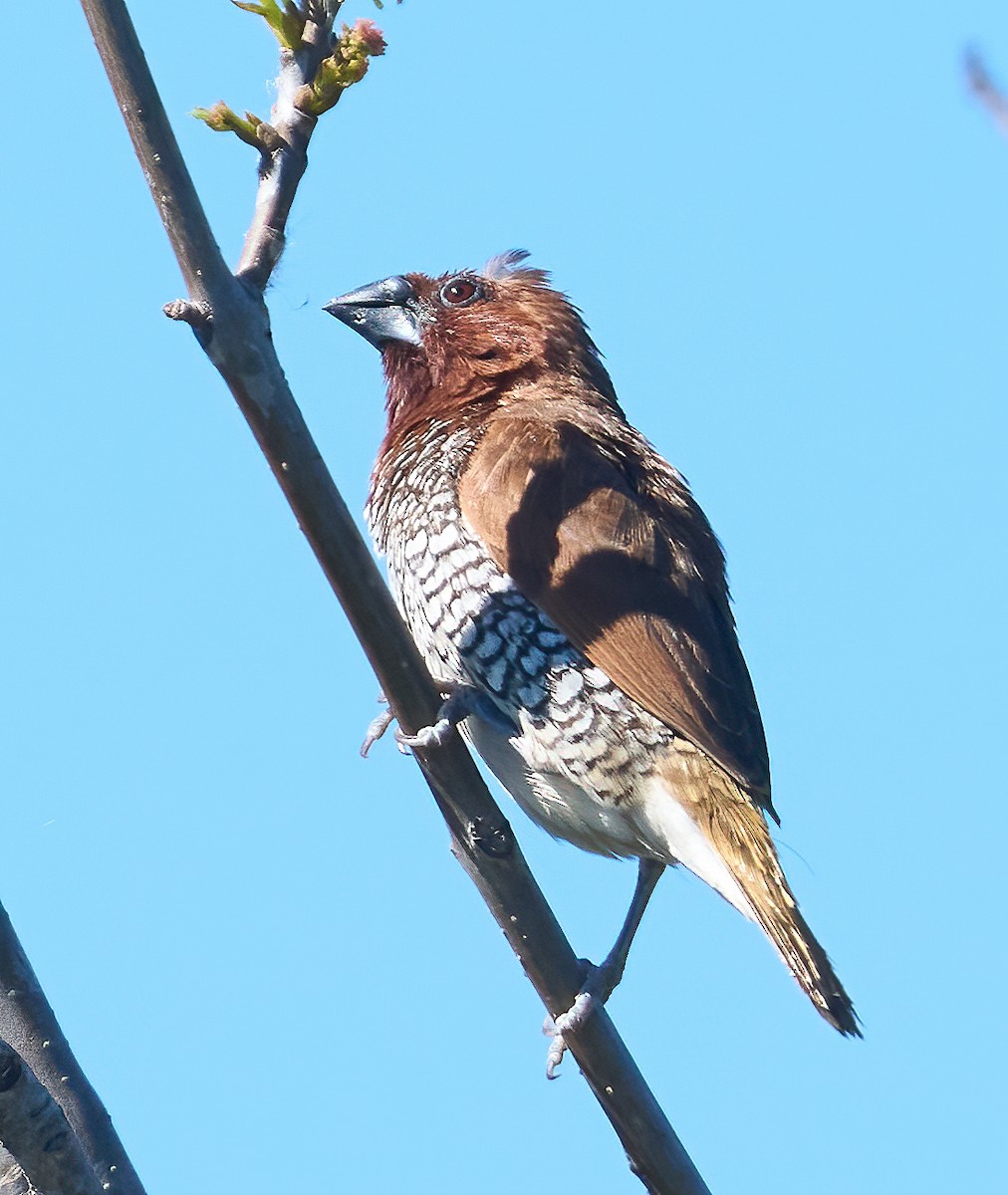 Scaly-breasted Munia - ML652458984
