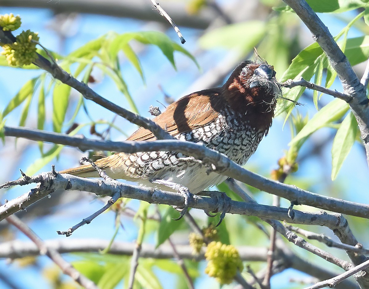 Scaly-breasted Munia - ML652458985