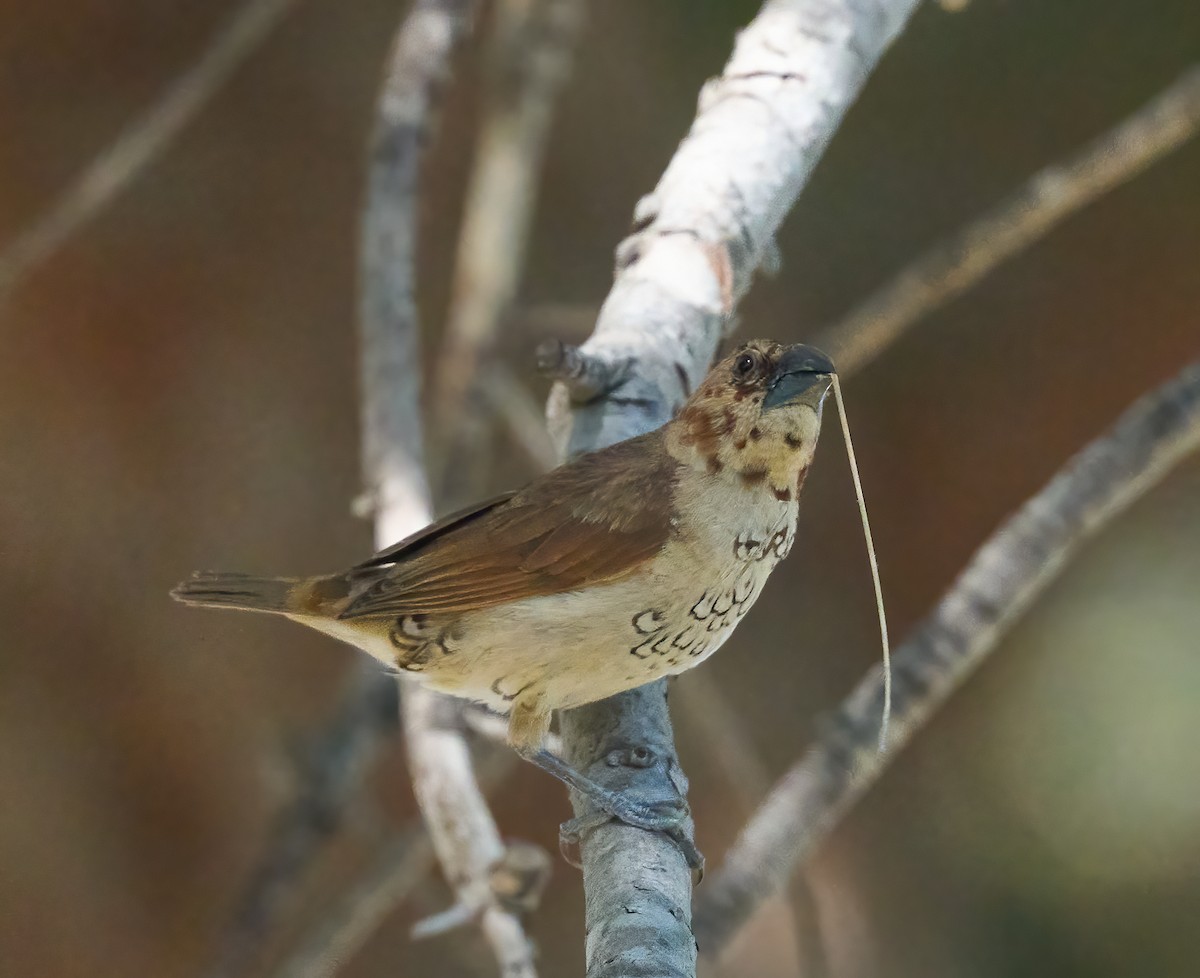 Scaly-breasted Munia - ML652458986