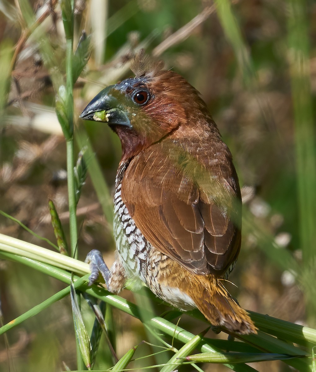 Scaly-breasted Munia - ML652458987