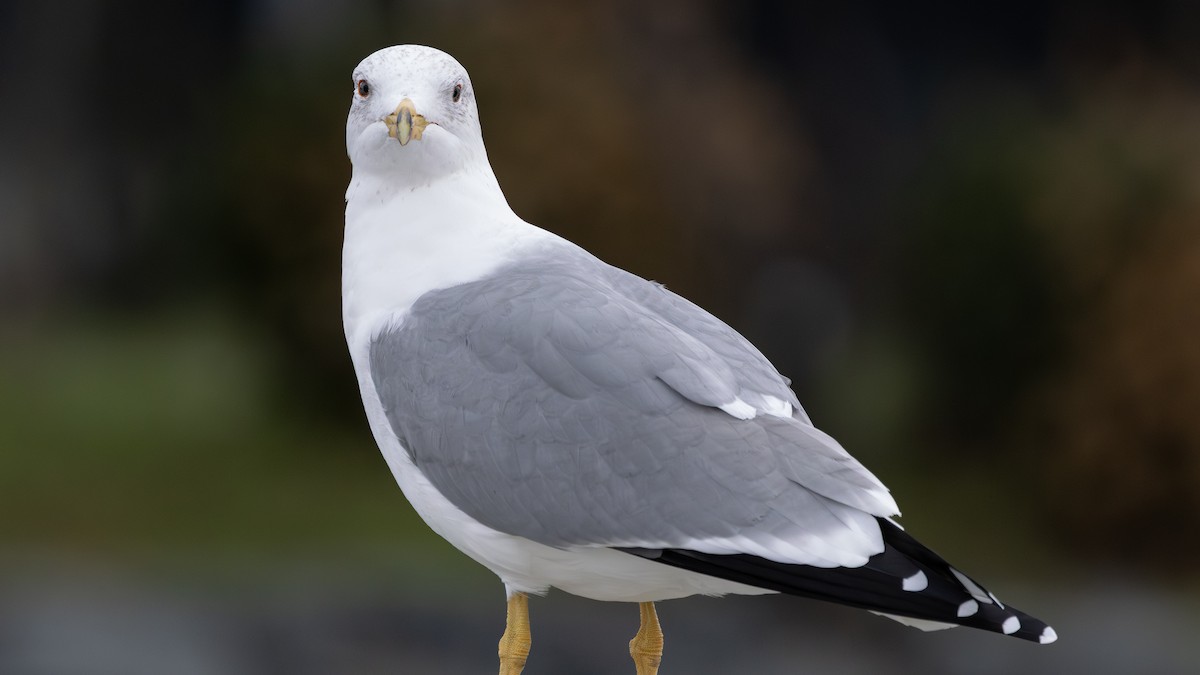 Армянская чайка - ML652458999