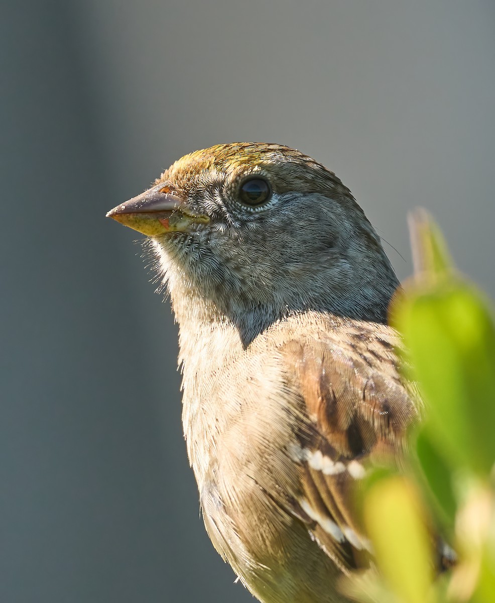Golden-crowned Sparrow - ML652459003