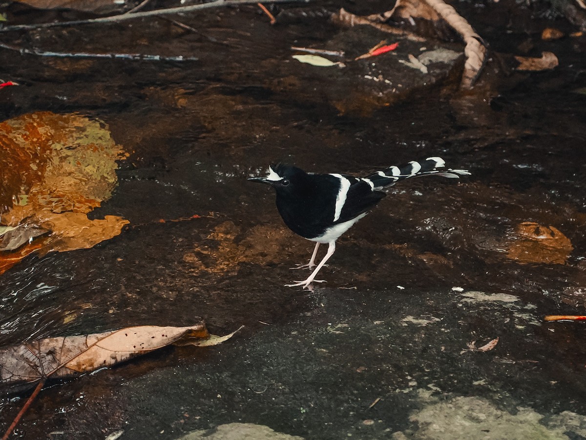 White-crowned Forktail (Northern) - ML652459161