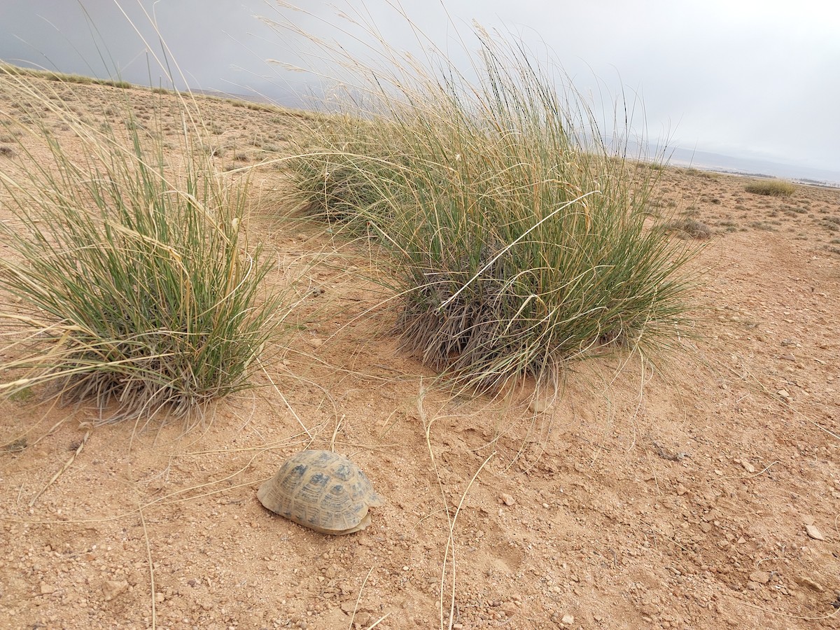 Animals - ML652459807