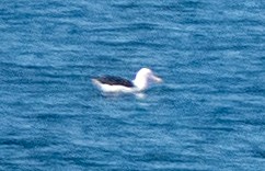 Atlantic Yellow-nosed Albatross - ML652460178