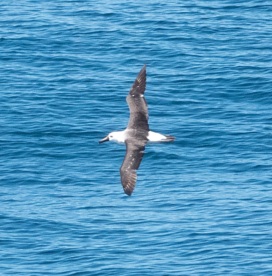 Atlantic Yellow-nosed Albatross - ML652460179