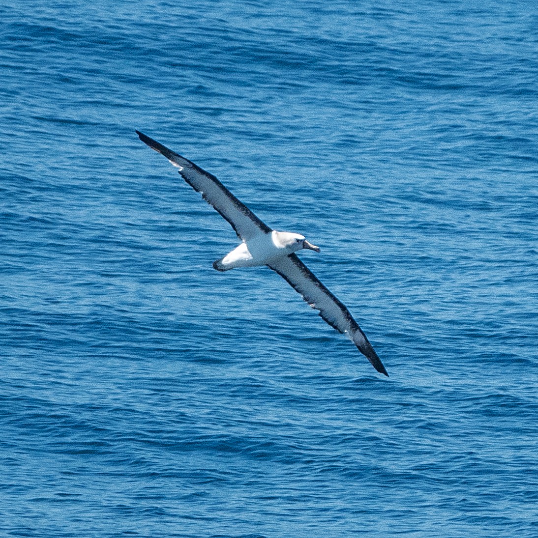 Atlantic Yellow-nosed Albatross - ML652460180
