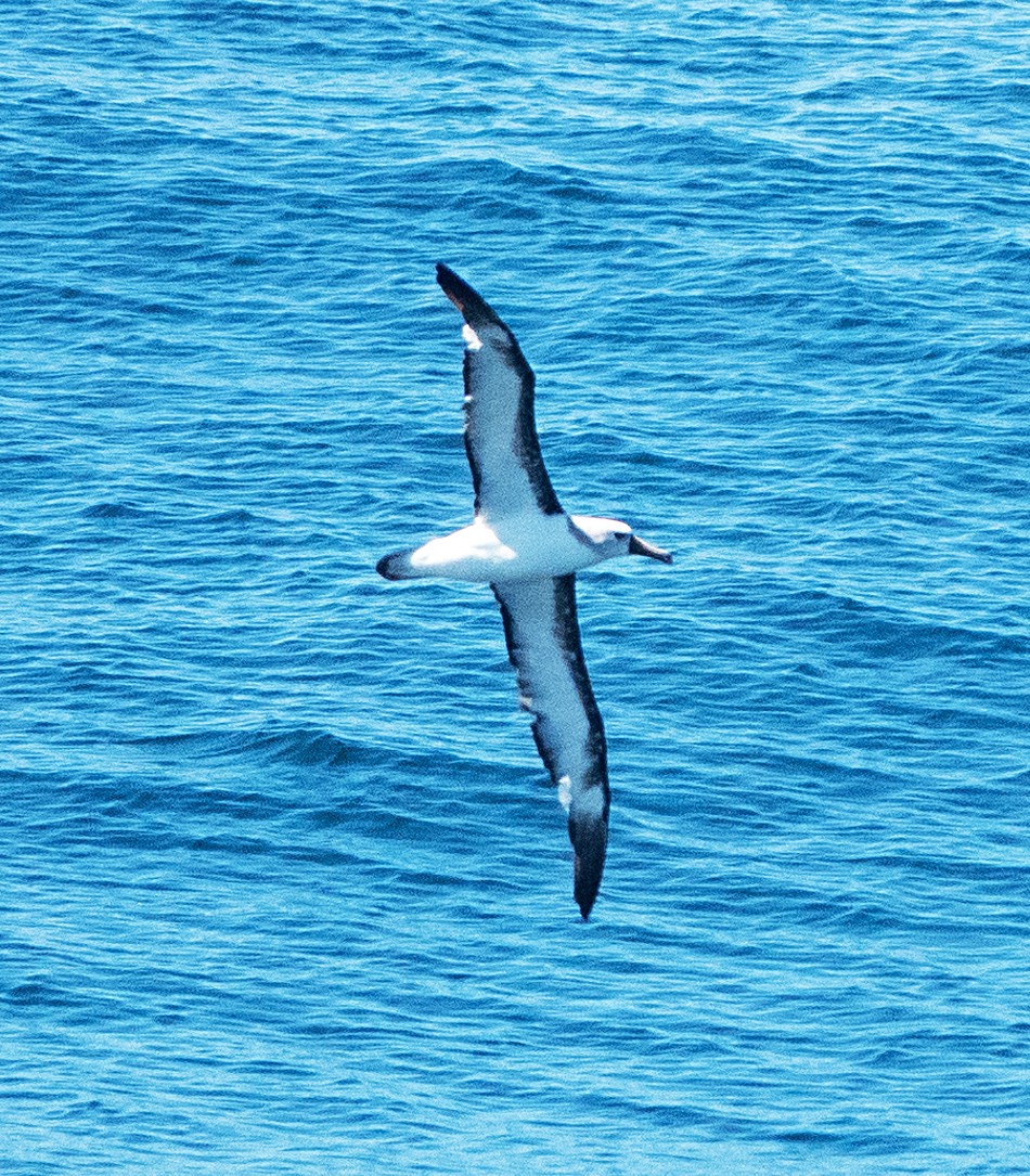 Atlantic Yellow-nosed Albatross - ML652460181