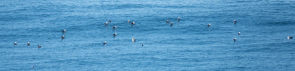 Atlantic Yellow-nosed Albatross - ML652460182