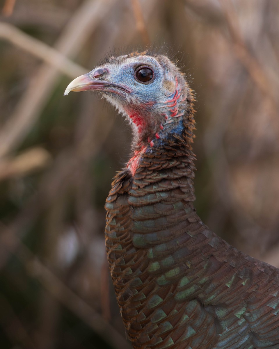 火雞 - ML652460267