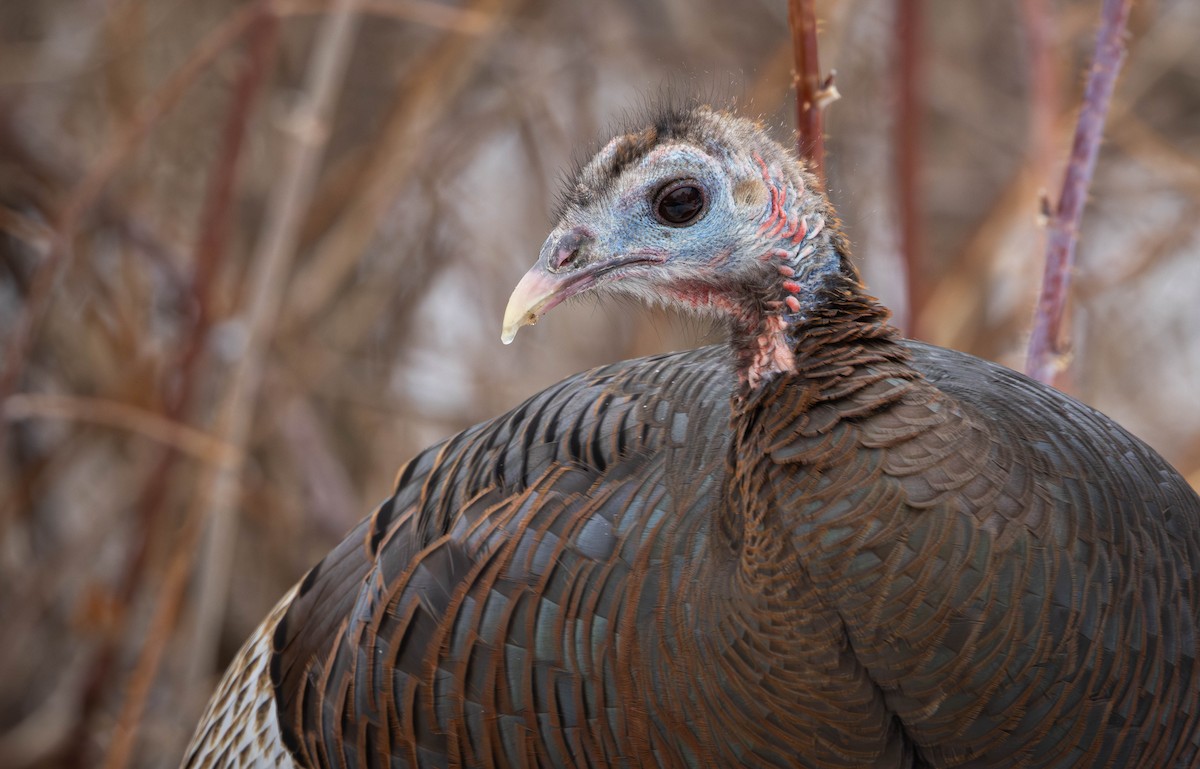 火雞 - ML652460268