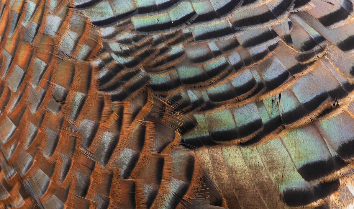 火雞 - ML652460269