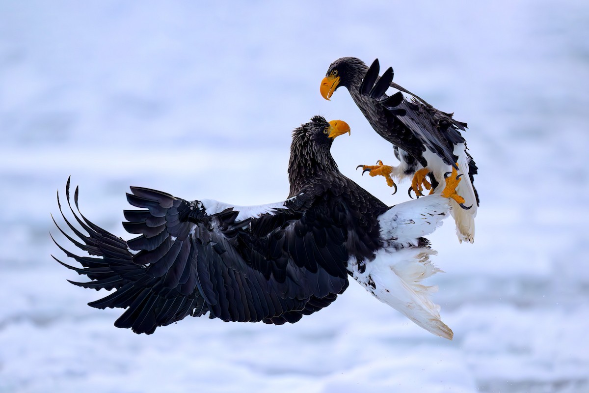 עיטם שטלר - ML652460467