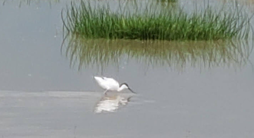 Abozeta kaskabeltza - ML652460825