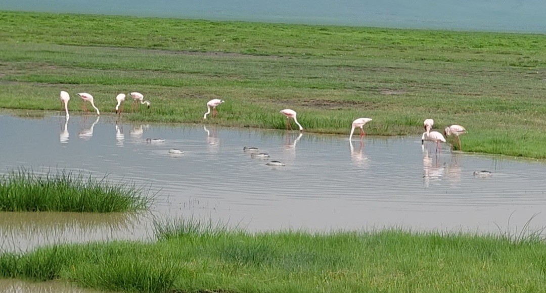 Lesser Flamingo - ML652461179
