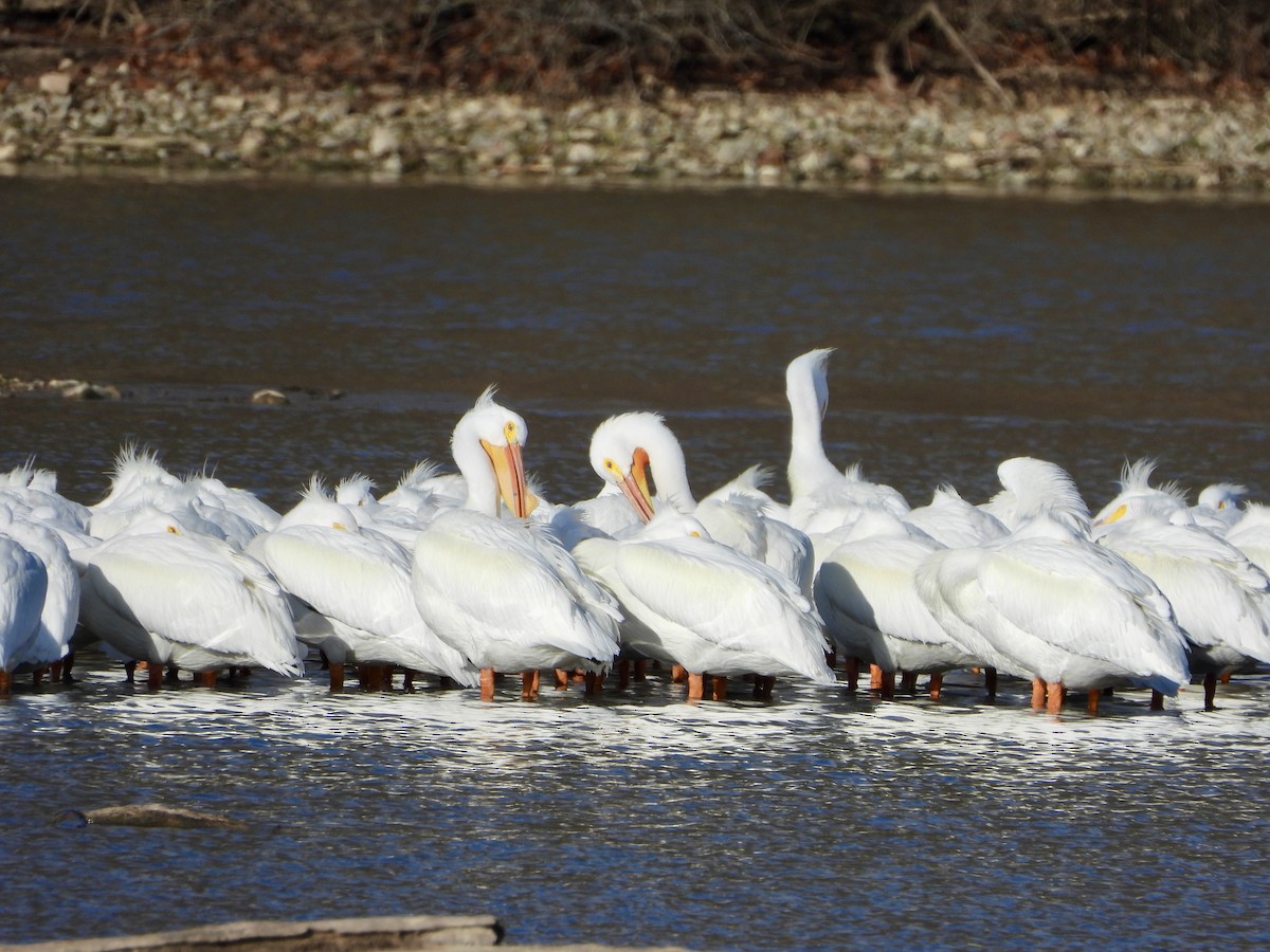 American White Pelican - ML652461226