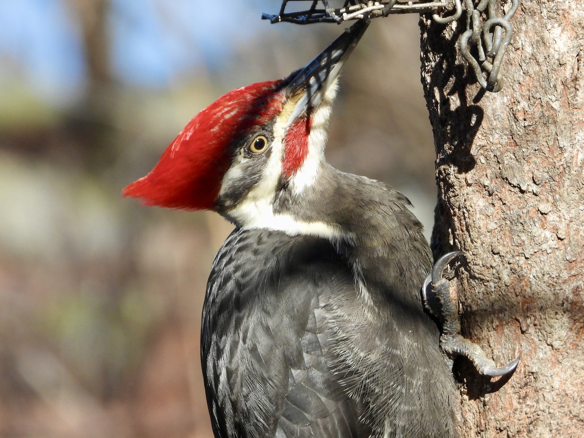 Pileated Woodpecker - ML652461277