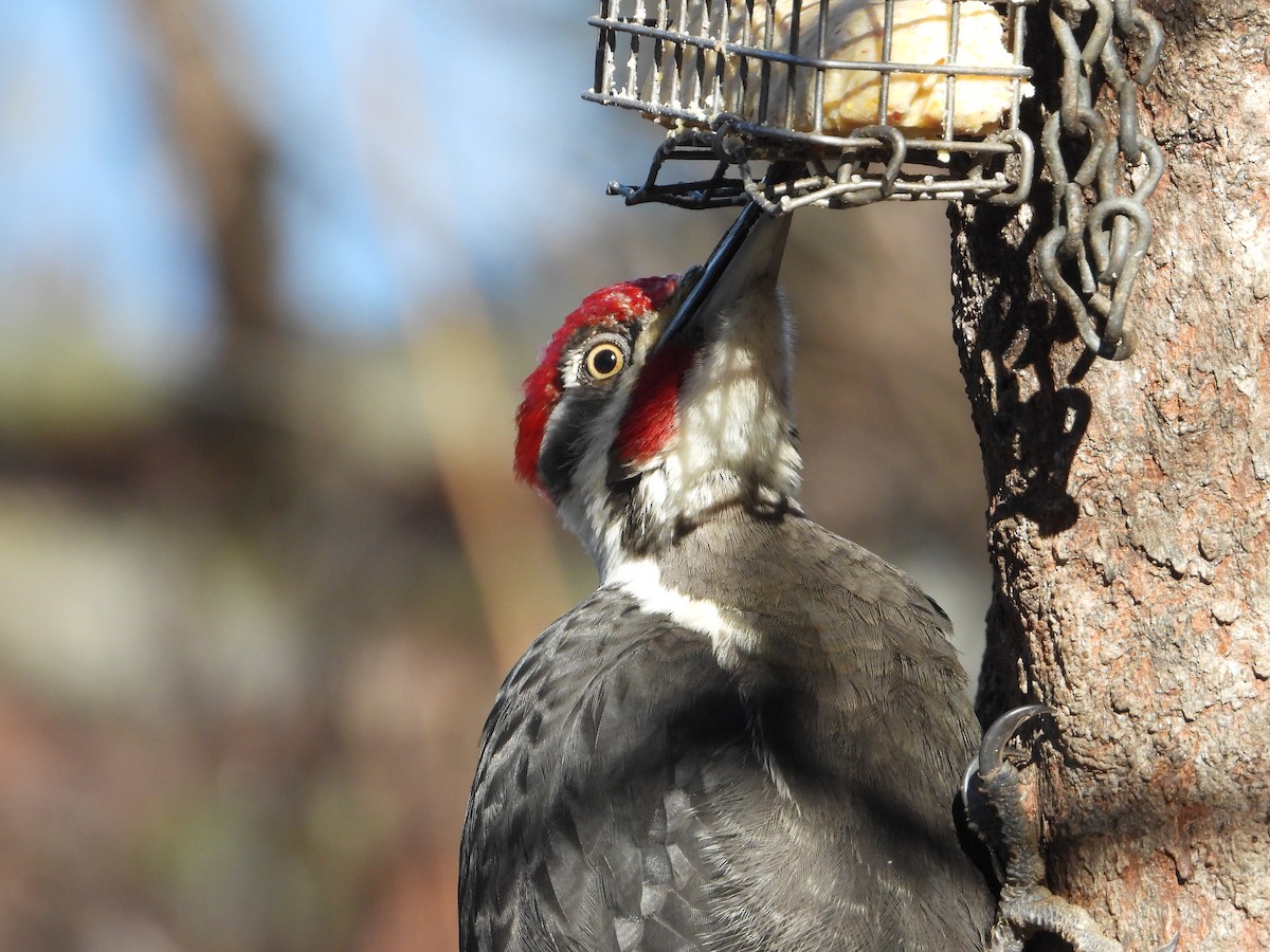 Pileated Woodpecker - ML652461281