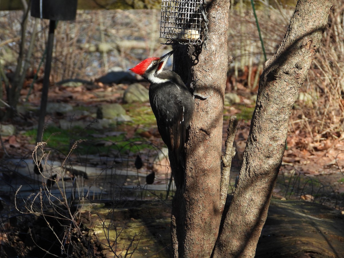 Pileated Woodpecker - ML652461282