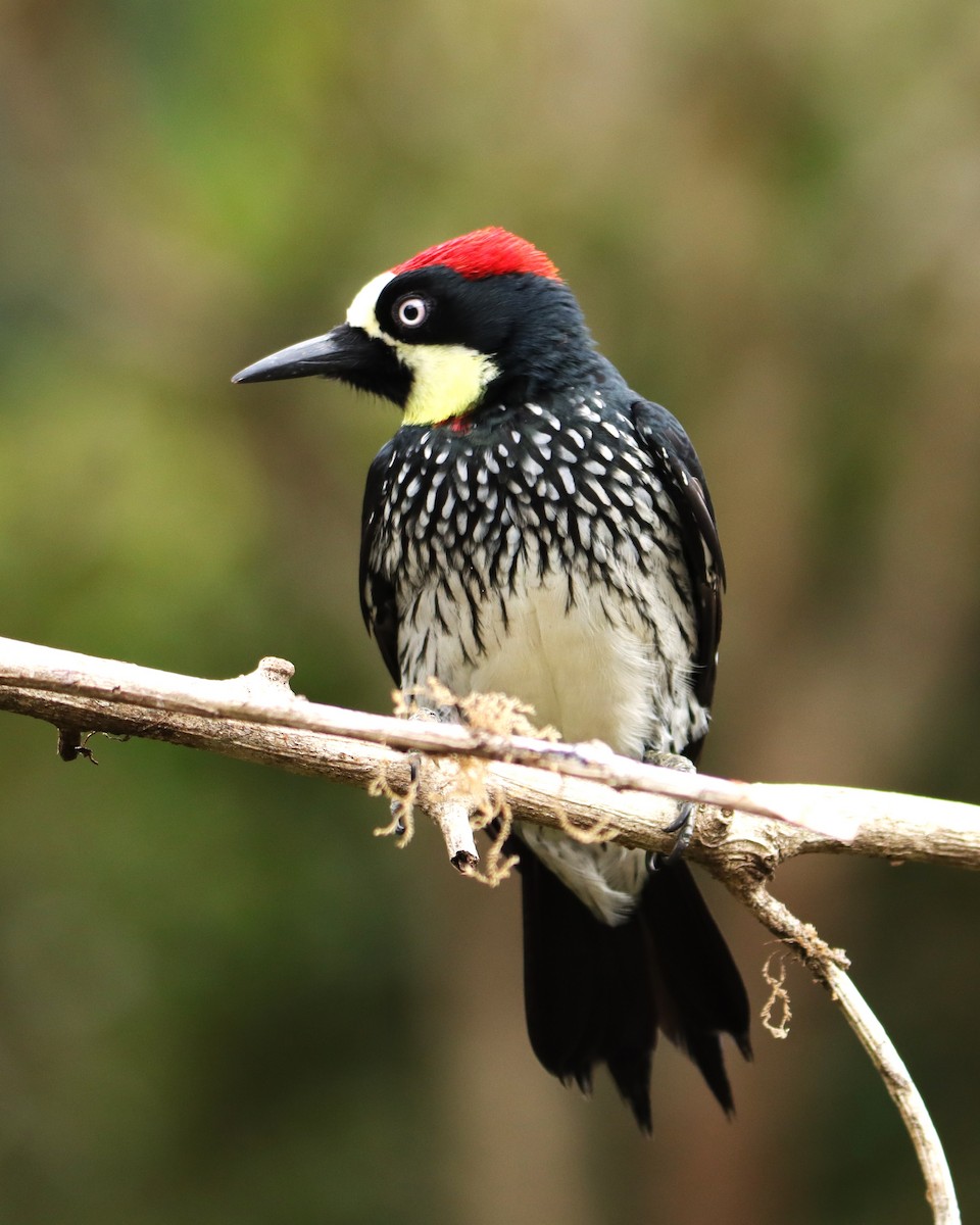 Carpintero Bellotero - ML652461643