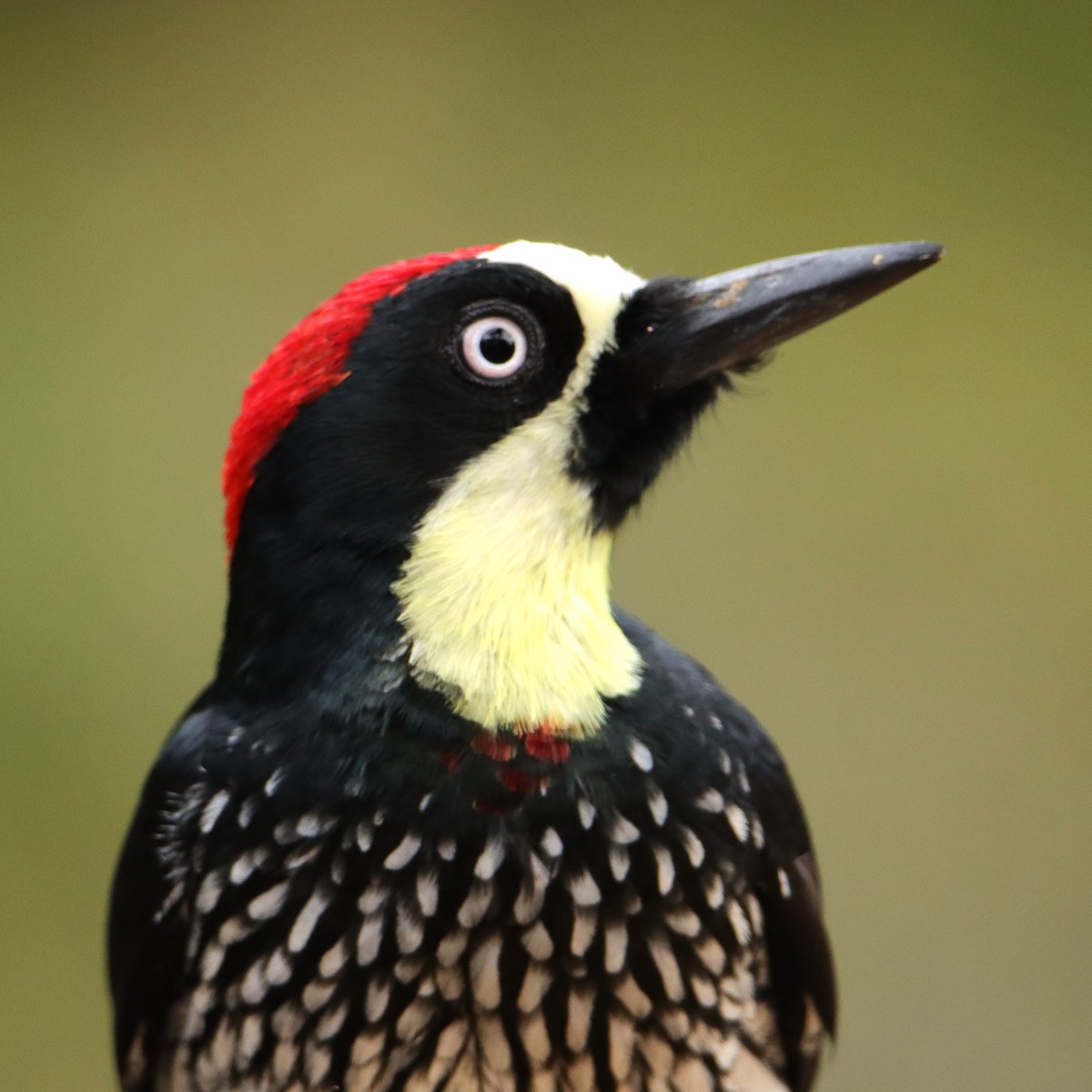 Carpintero Bellotero - ML652461644