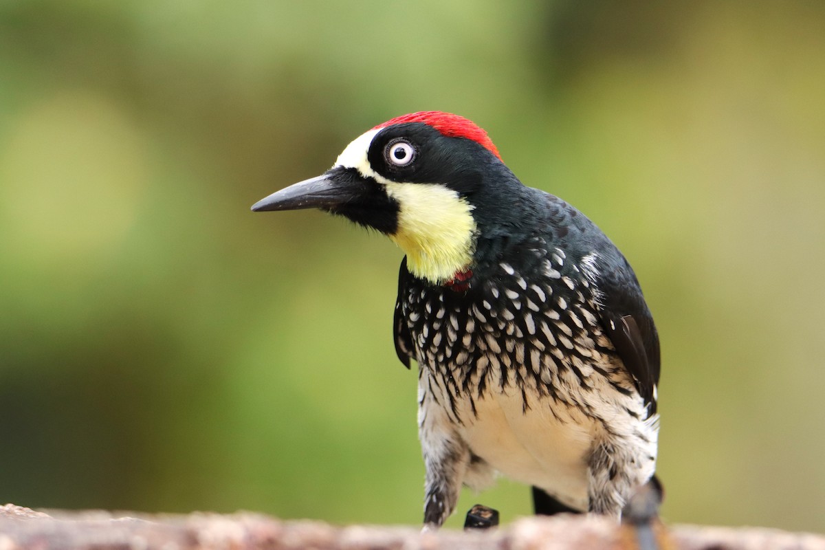 Carpintero Bellotero - ML652461645