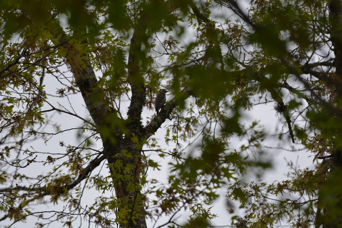 Ladder-backed Woodpecker - ML652461832