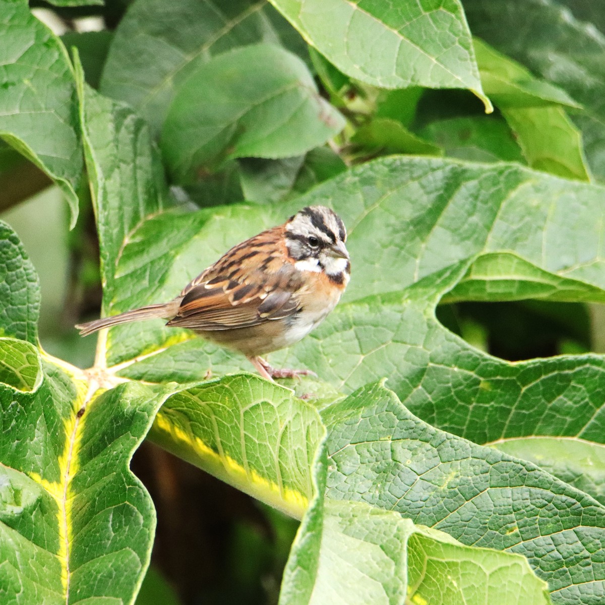 Chingolo Común - ML652461878