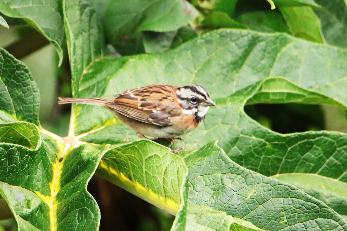 Chingolo Común - ML652461879